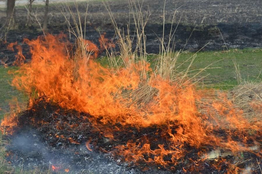 As the fire catches on the prairie it turns kills off invasive species within the prairie. 