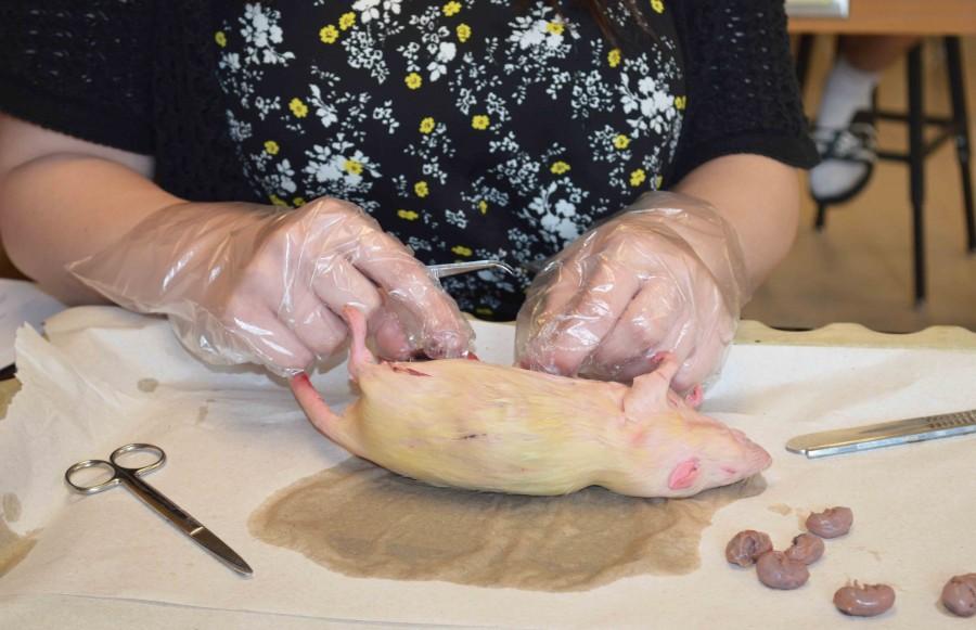 Student cuts into the digestive system of the rat. 