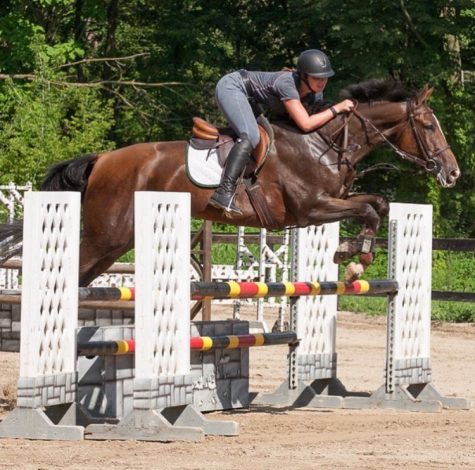 Horse jumper and competitor