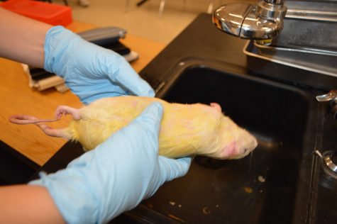 Rat dissection process