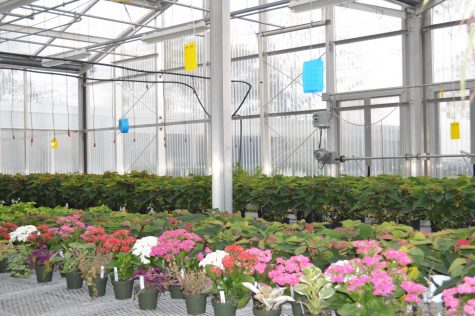 Planting Your Way into Horticulture