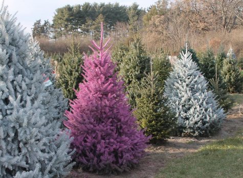 December 8: Battle of the Christmas tree farms