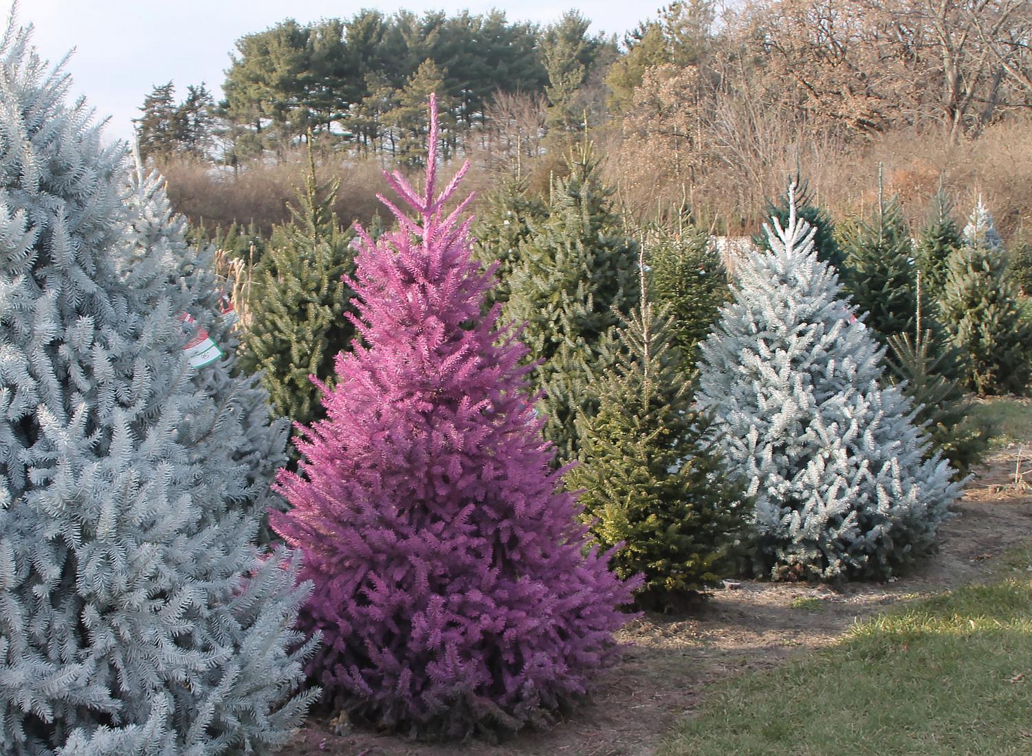 Lee's Trees offer colored trees as well as regular Christmas trees.