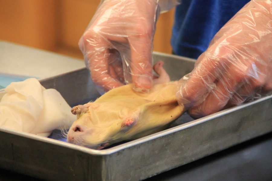 rat+dissection+1