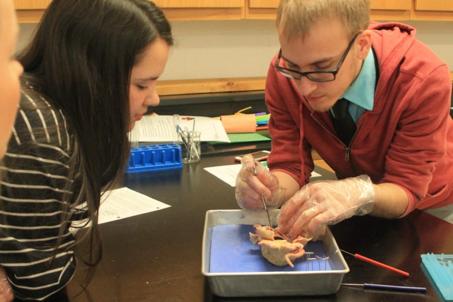 Teacher Benjamin Balika and senior Michaela Gibbons, look into the rat’s digestive track where they were able to see the contents of the rats stomach.