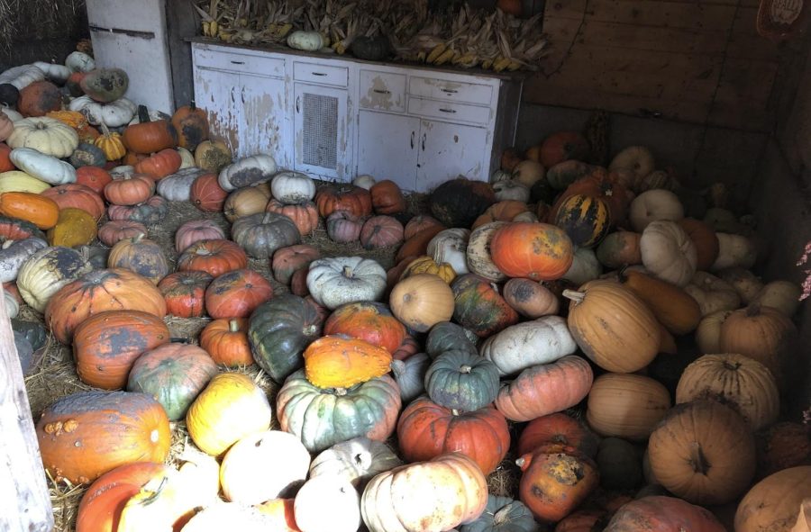 A+variety+of+pumpkins+can+be+found+at+the+Sugar+Grove+Pumpkin+Farm.+This+farm+opens+every+fall+and+closes+Oct.+30.
