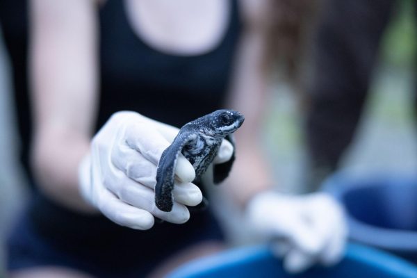 A leatherback turtle is being held by a person with gloves. These leatherback turtles were born on the coast of Costa Rica in the spring of 2022 and were studied by a group of scientists who received a grant that spring to study the turtles being born.