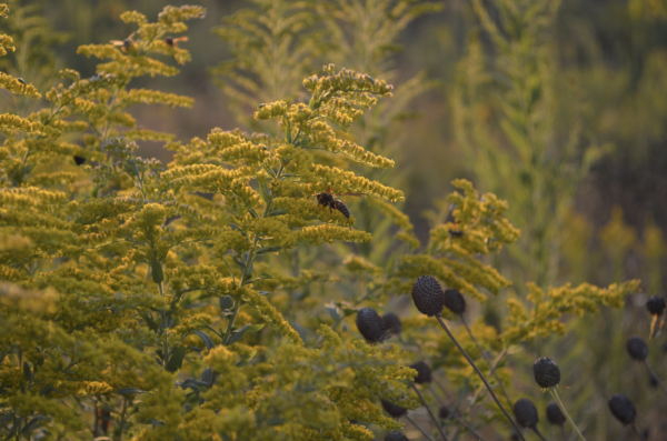A bee pollinates a plant. “One in every three bites of food we have eaten depends on the pollination of bees, according to the U.S. Department of Agriculture."