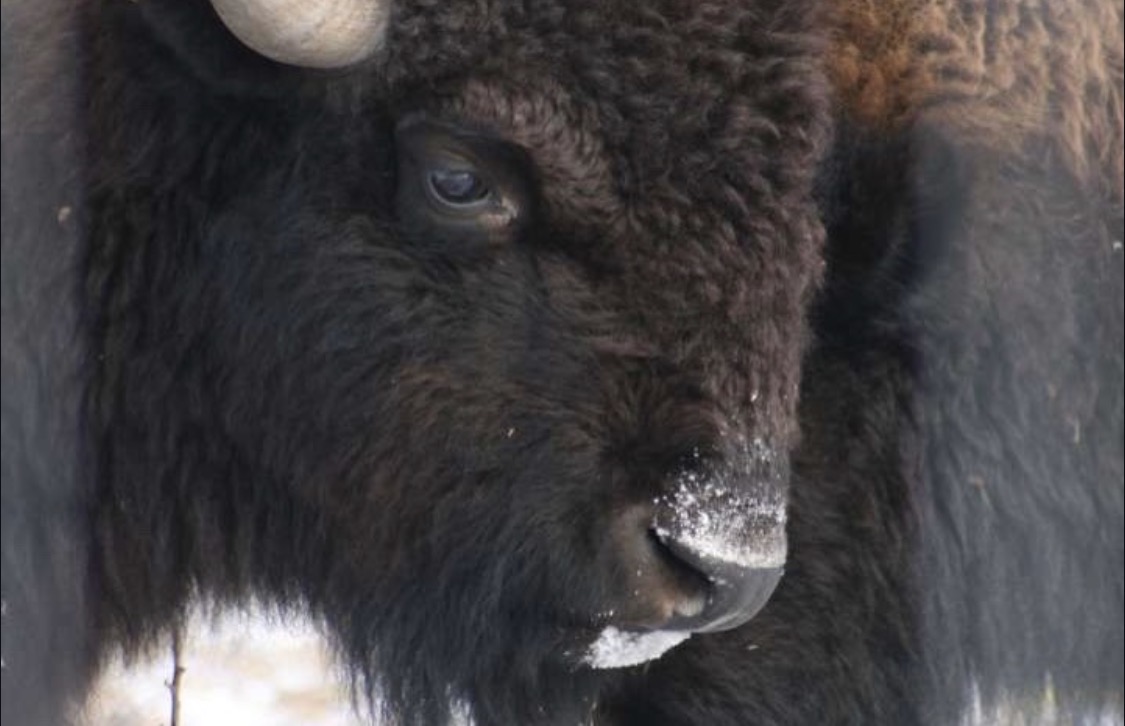 Bison are welcomed back to Kane County